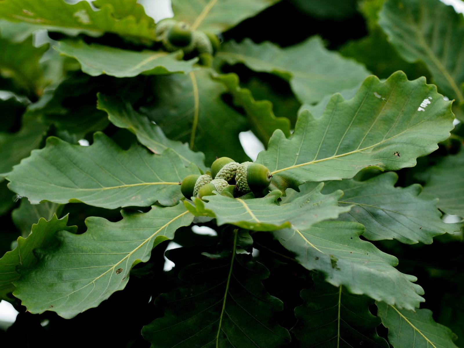 Quercus mongolica seed