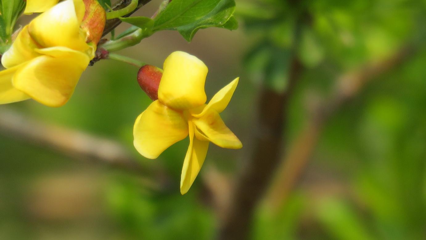 Caragana korshinskii seed