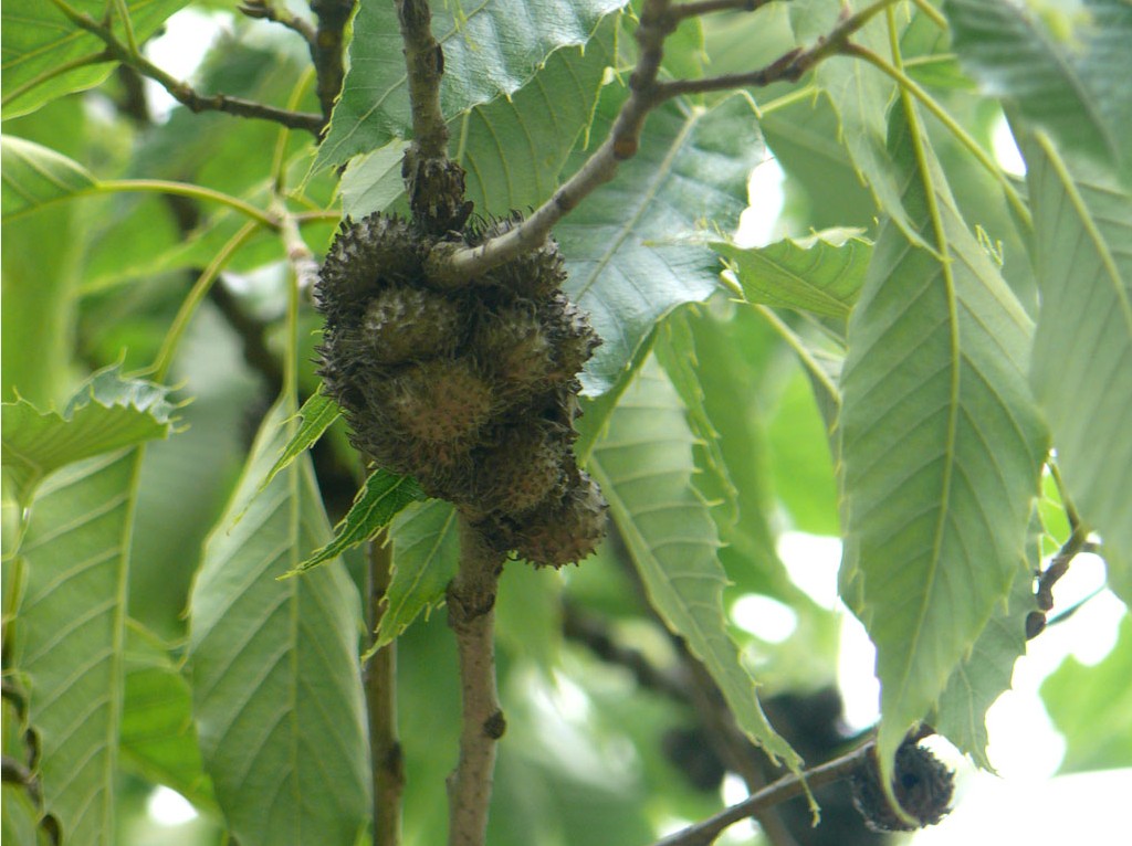 Quercus acutissima seed