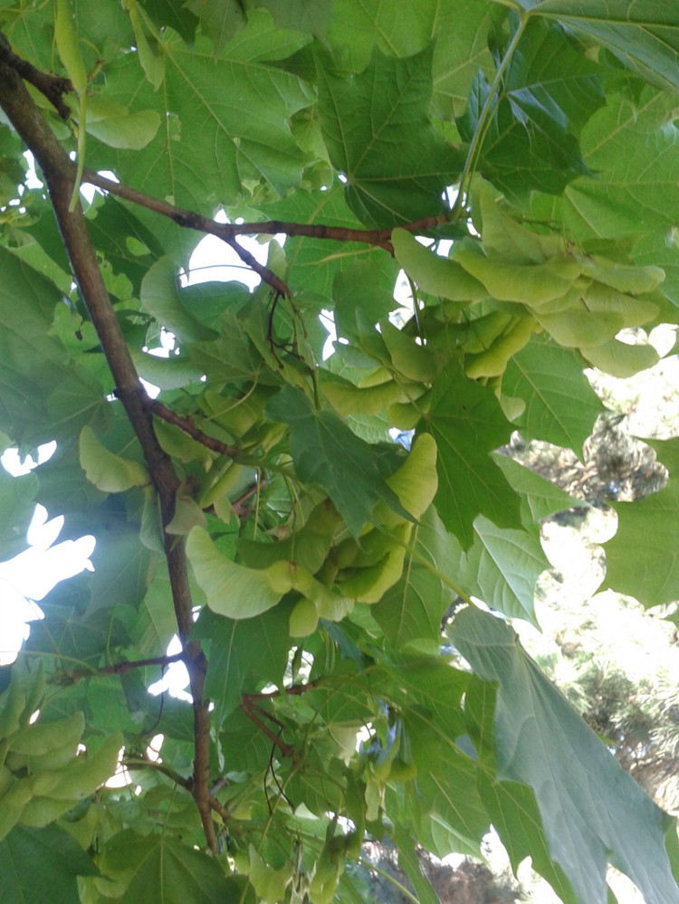 Acer pseudoplatanus seed