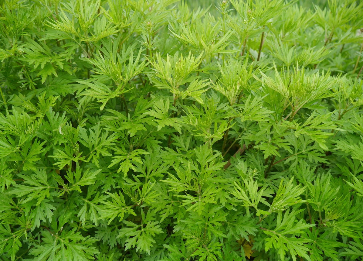 Artemisia carvifolia seed