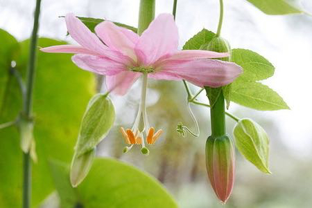 Banana passionfruit seed