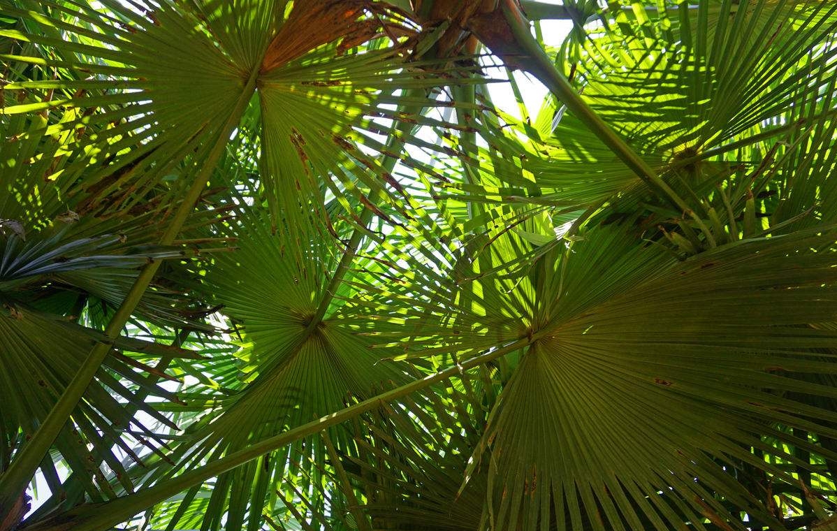 Copernicia baileyana seed