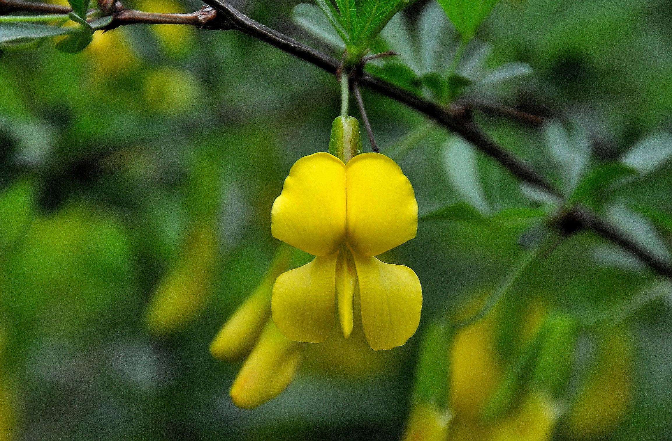 Cytisus scoparius seed