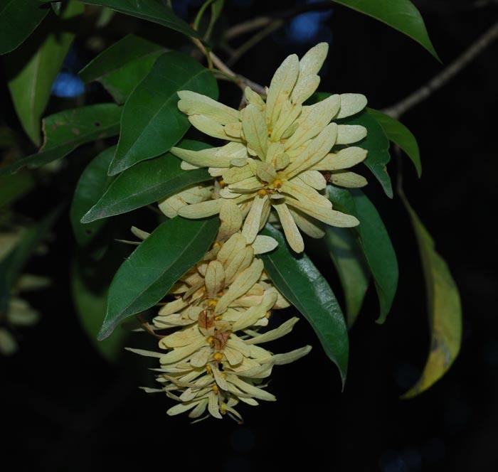 Engelhardia spicata seed