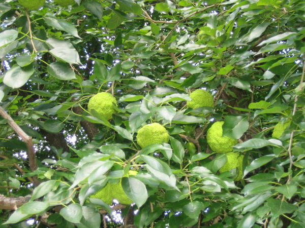 Maclura pomifera seed