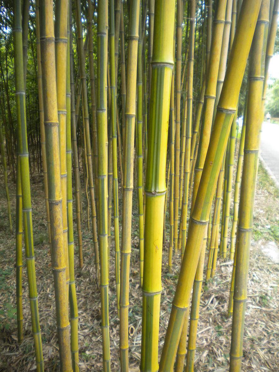 Phyllostachys aureosulcata seed