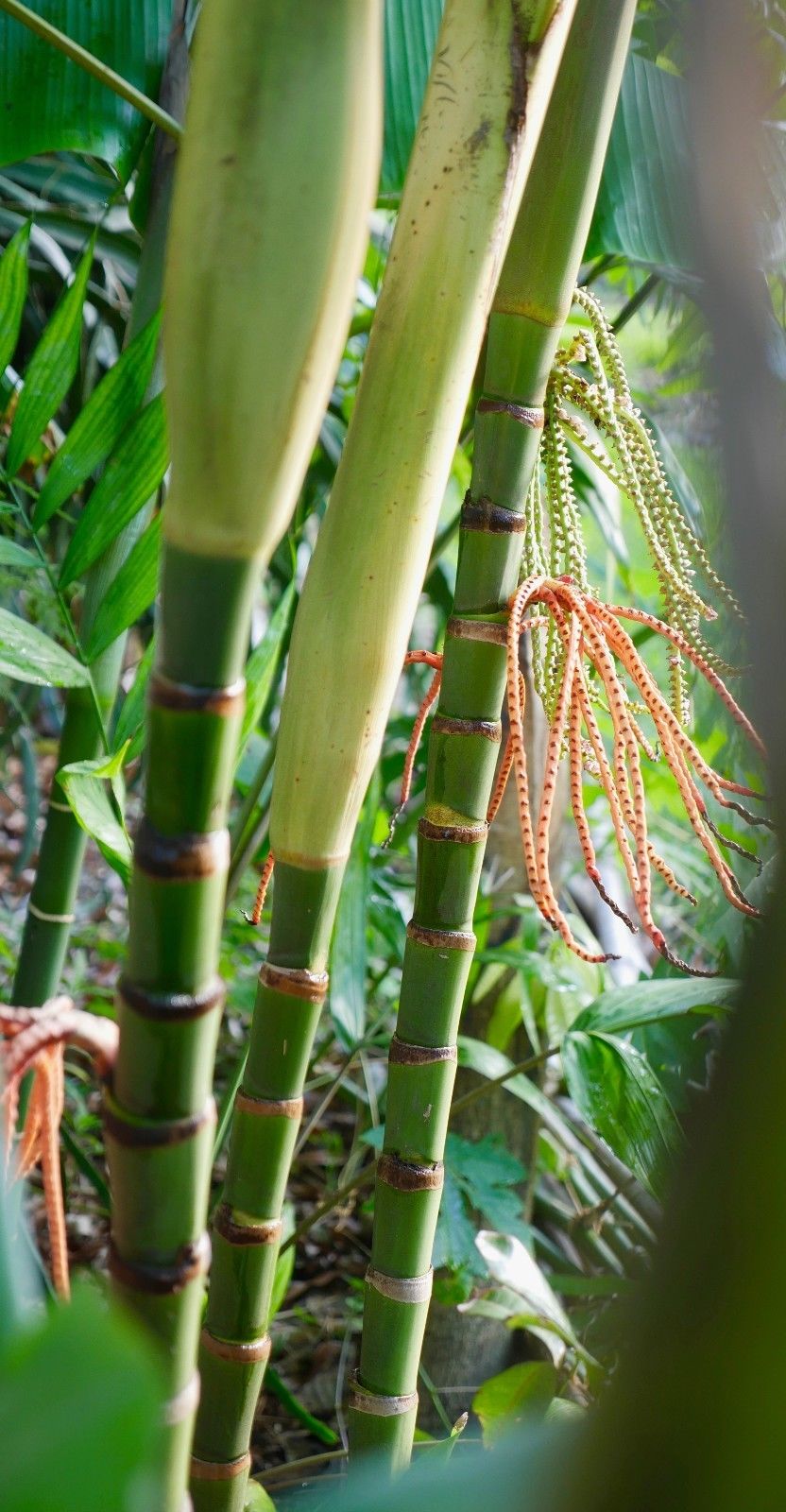 Pinanga coronata seed