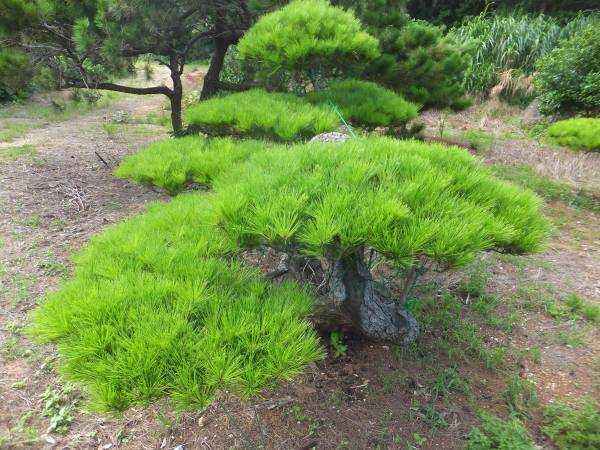 Pinus luchuensis seed