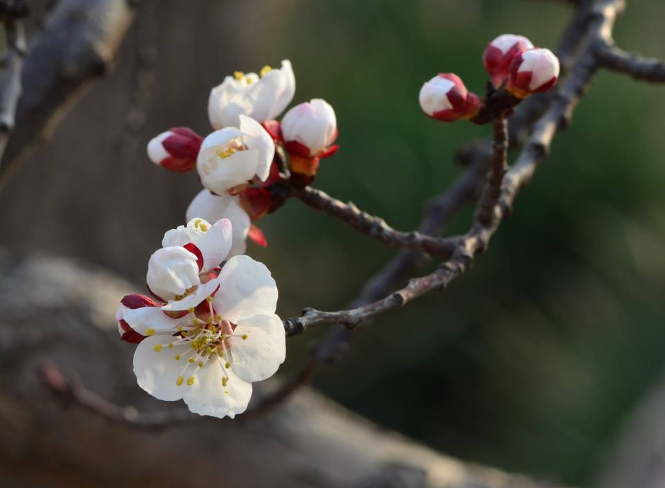 Prunus mume seed