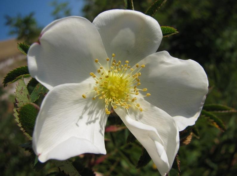 Rosa pimpinellifolia seed