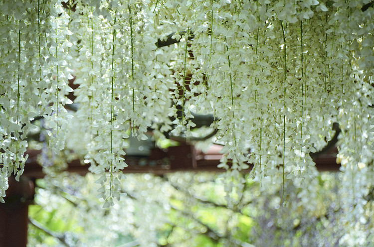 Wisteria floribunda seed