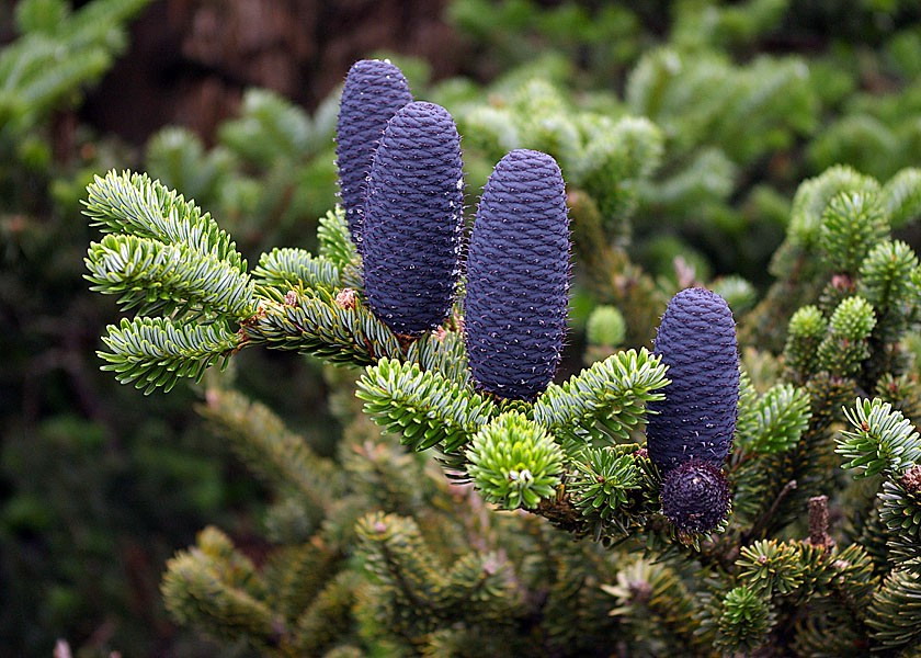 Abies fabri seed