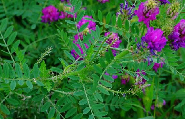 Astragalus onobrychis seed