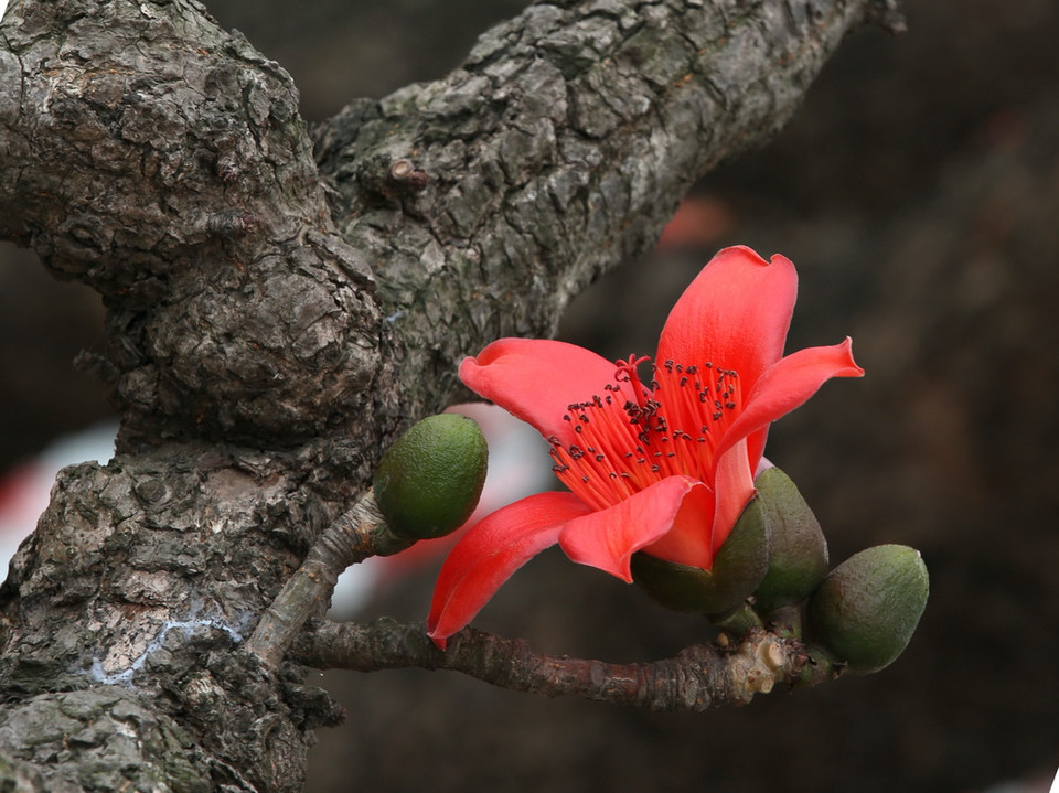 Bombax malabaricum seed