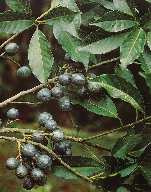 Elaeocarpus angustifolius seed