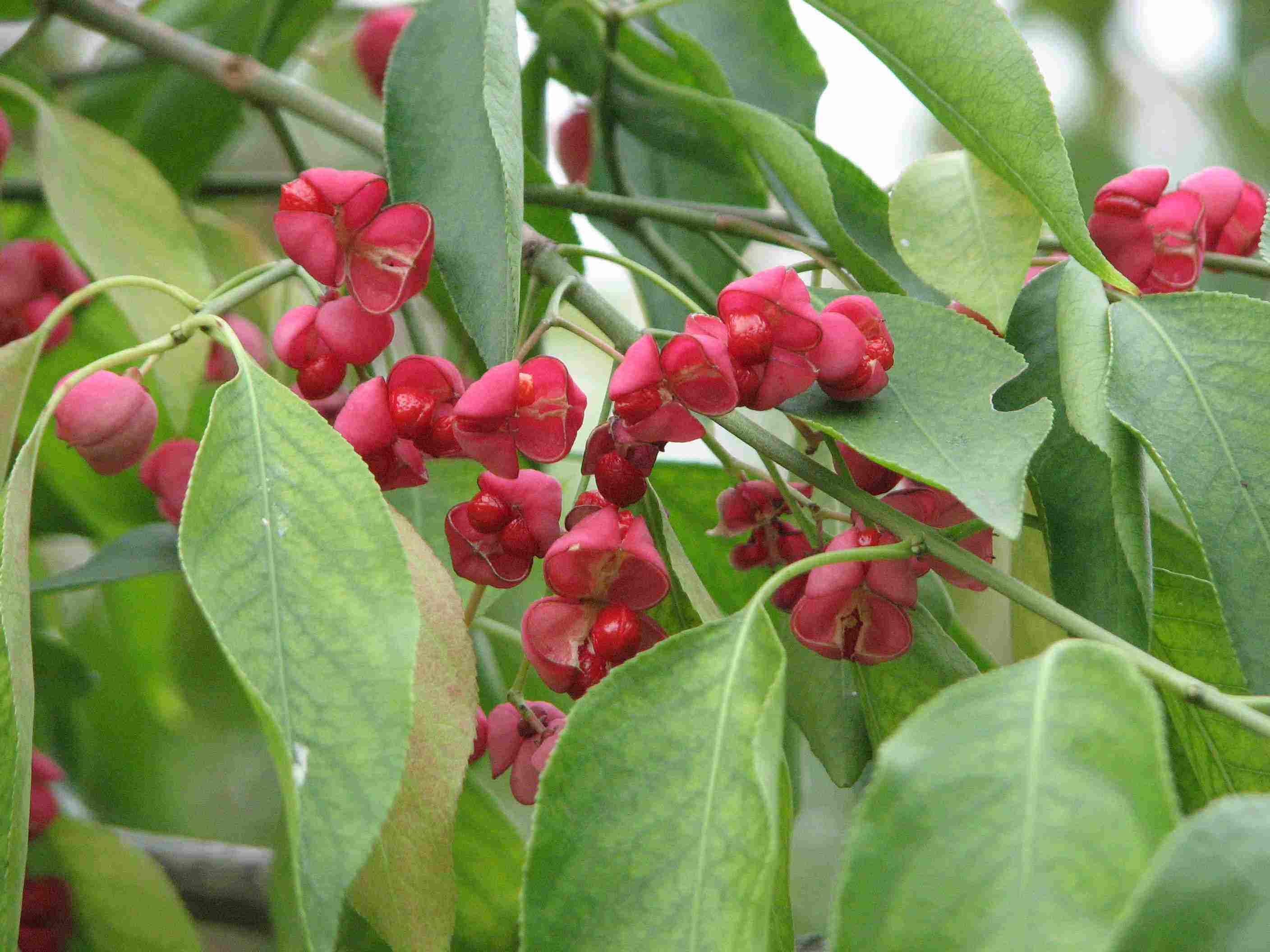 Euonymus hamiltonianus seed