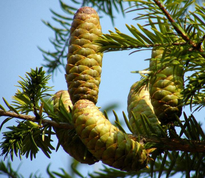 Keteleeria fortunei seed