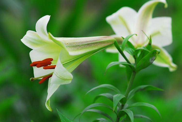 Lilium brownii seed