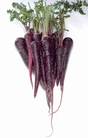 Purple Carrot seed