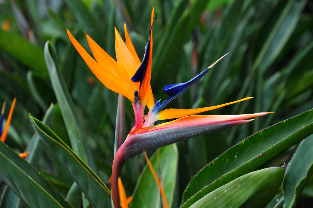 Strelitzia juncea seed