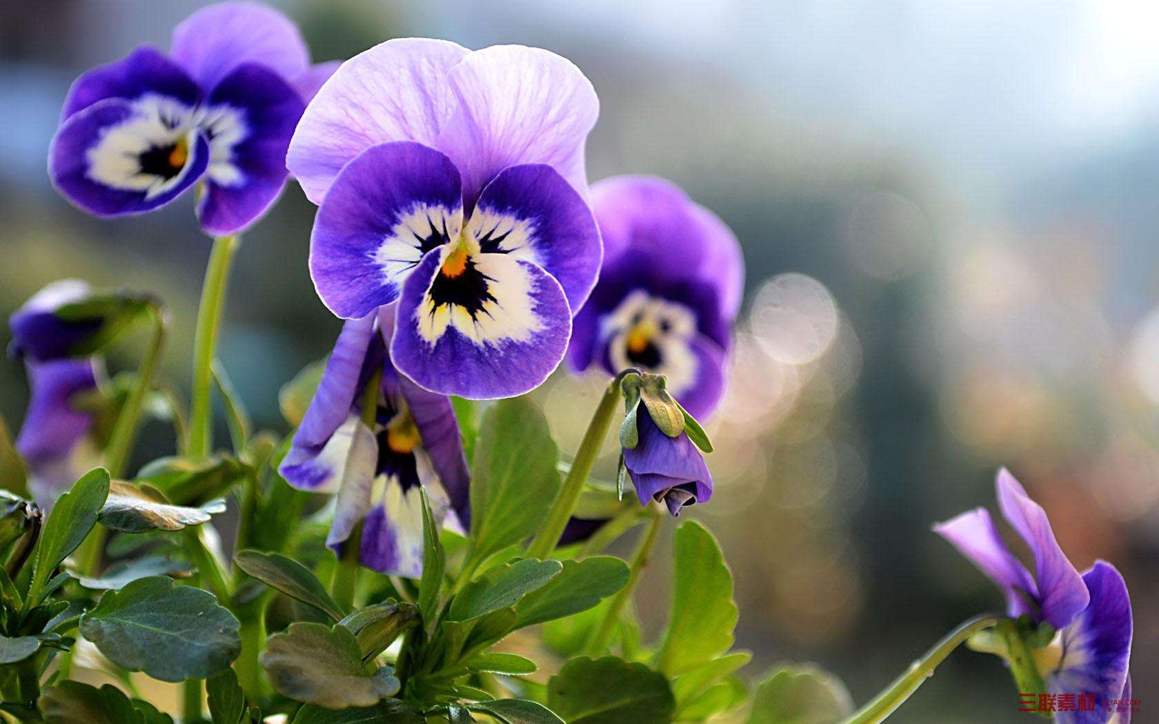 Viola tricolor seed