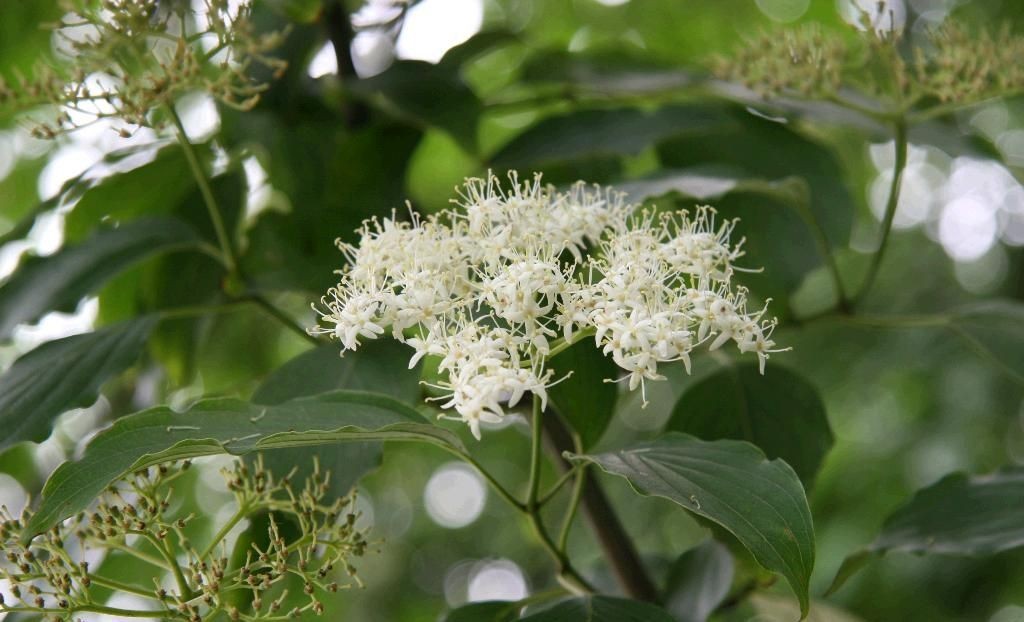 Cornus alternifolia seed