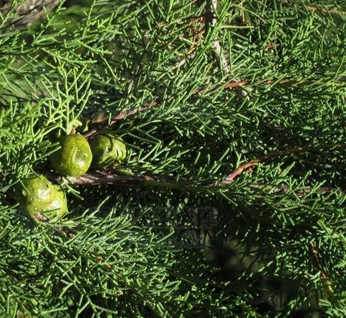 Cupressus duclouxiana seed