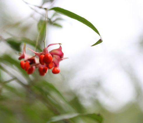 Euonymus cornutus seed