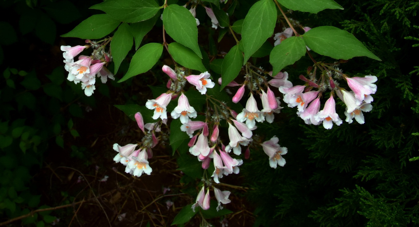 Linnaea amabilis seed