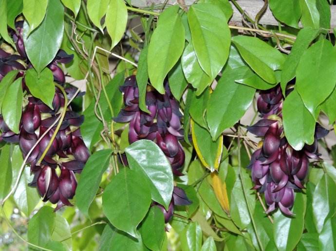 Mucuna sempervirens seed