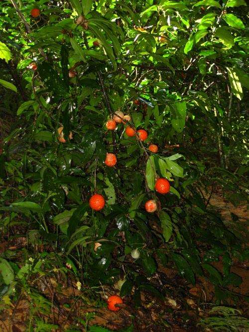 Salacia chinensis seed