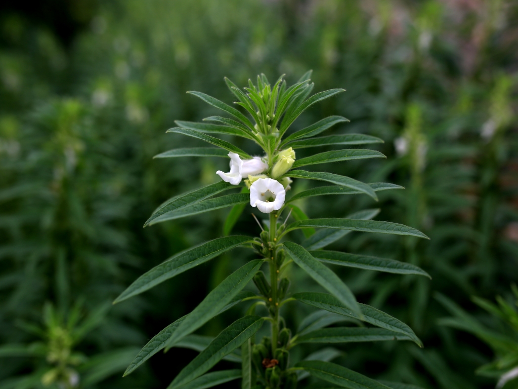 Sesam (Sesamum indicum) - Birds Online