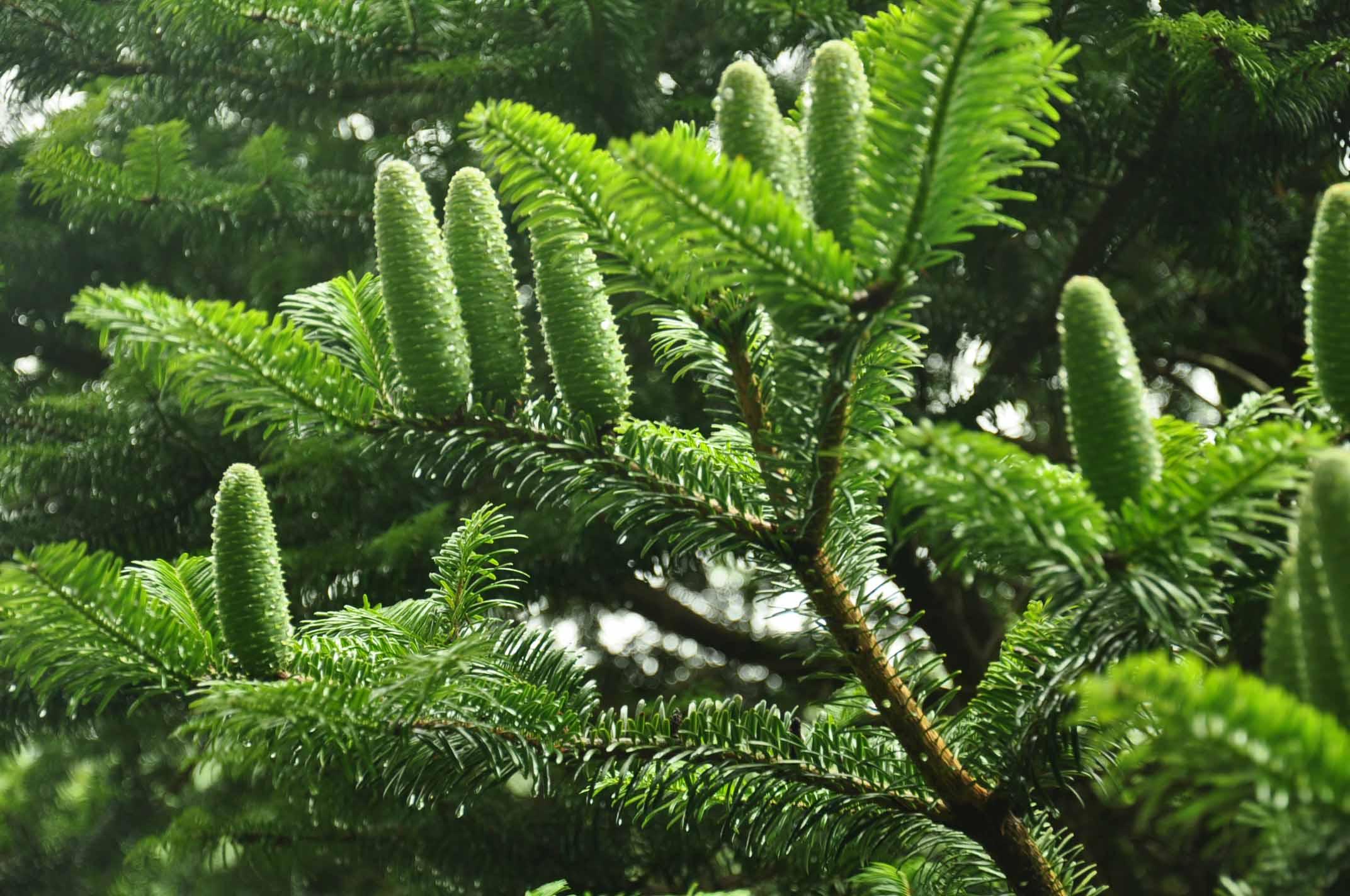 Abies alba seed