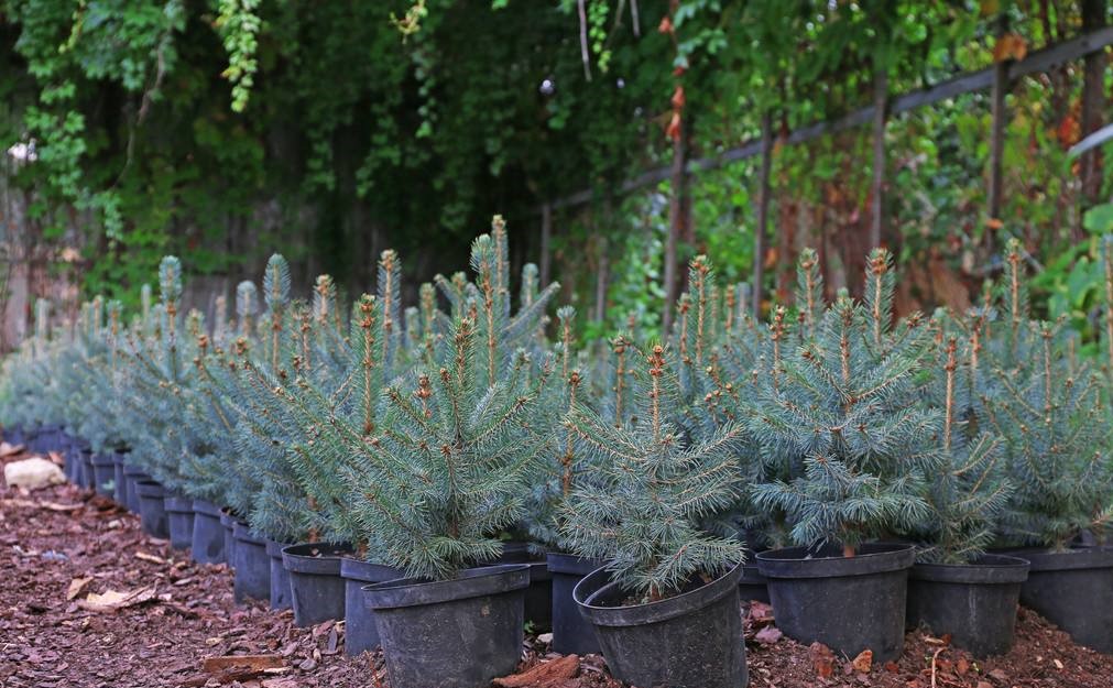 Abies pinsapo seed