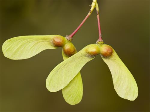 Acer opalus seed