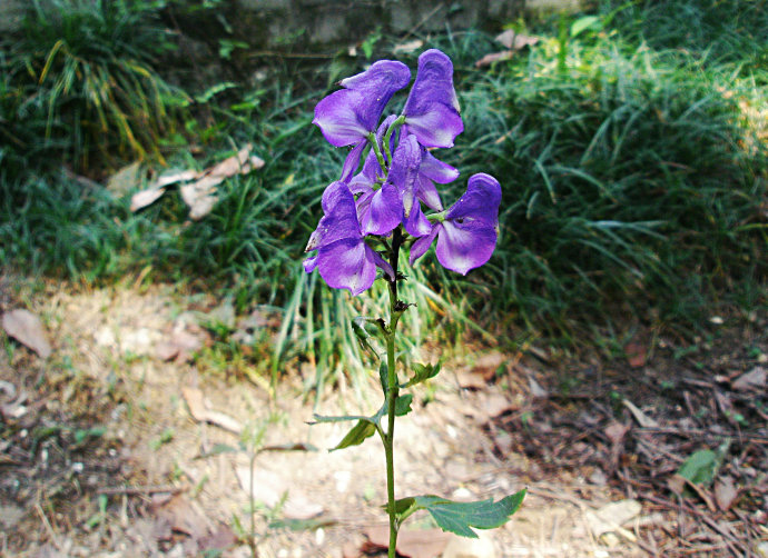 Aconitum lycoctonum seed