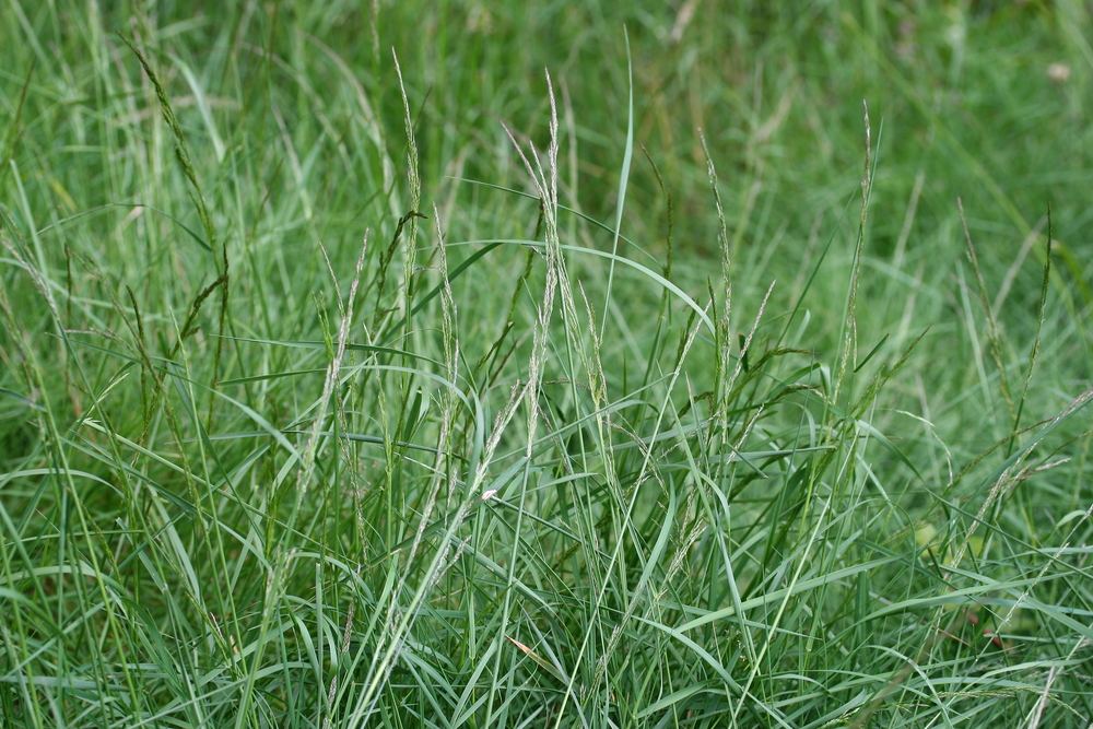 Agrostis stolonifera seed