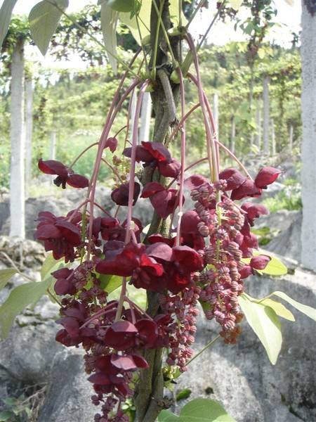 Akebia quinata seed