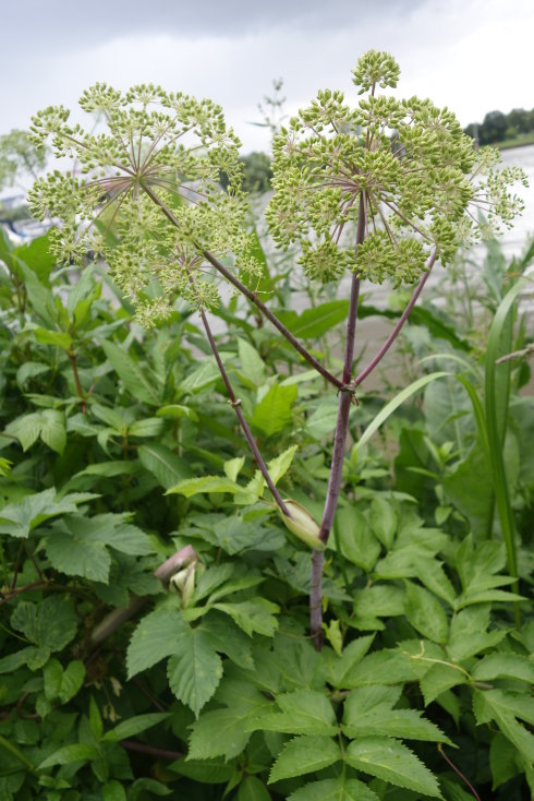 Angelica sylvestris seed