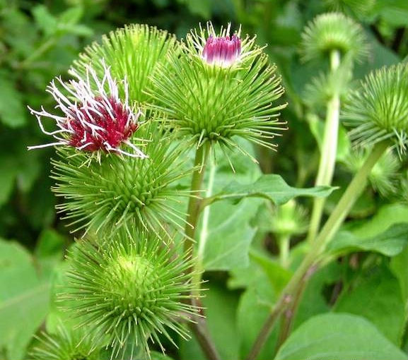 Arctium minus seed