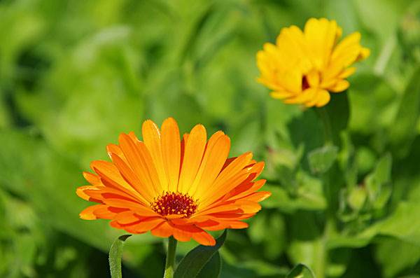 Calendula arvensis seed