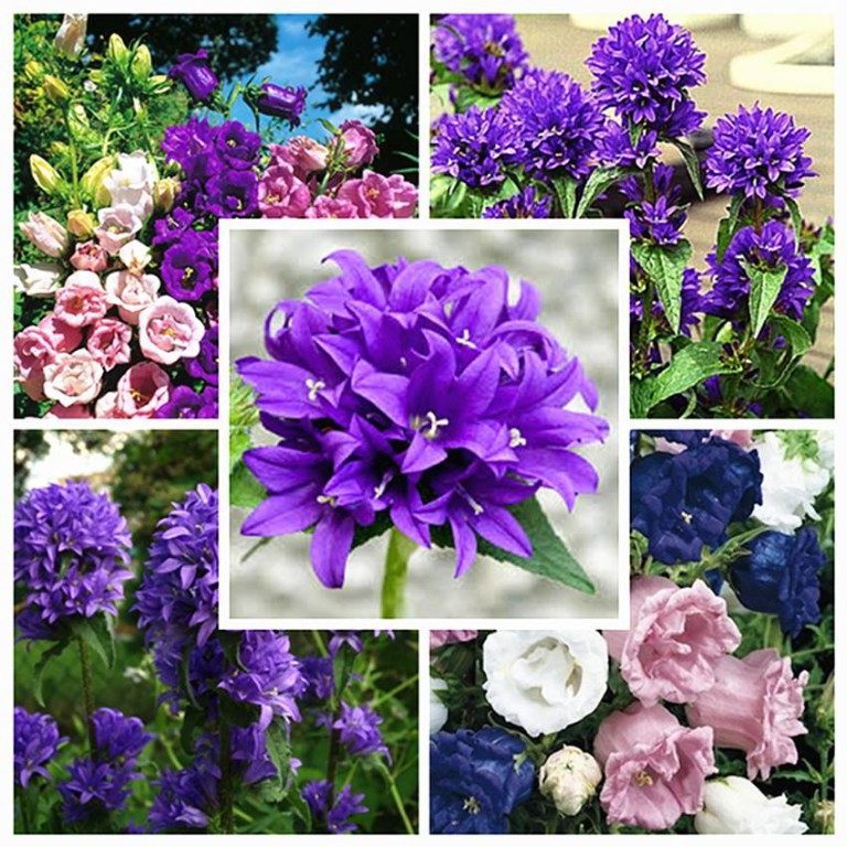 Campanula seed | BELL Garden Company,Wholesale Plant seeds,Alive roots ...