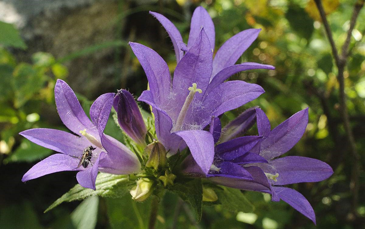 Campanula glomerata seed