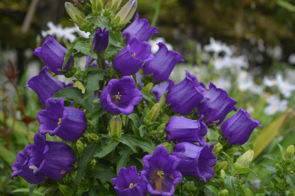 Campanula trachelium seed