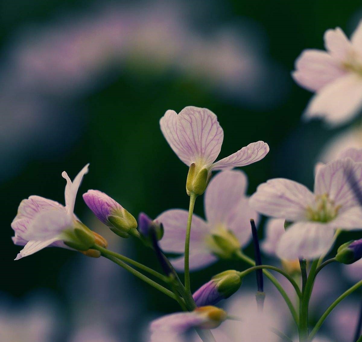 Cardamine pratensis seed