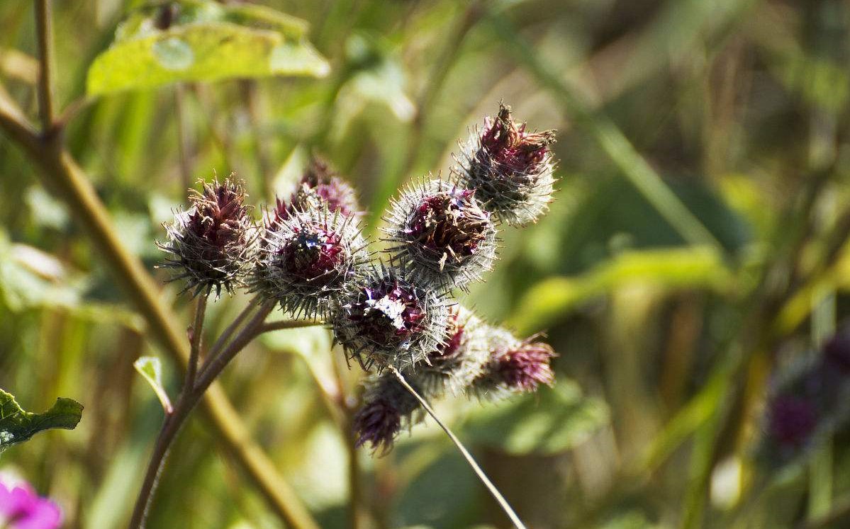 Carduus nutans seed