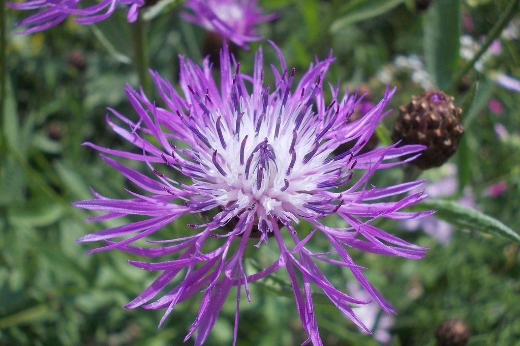 Centaurea jacea seed