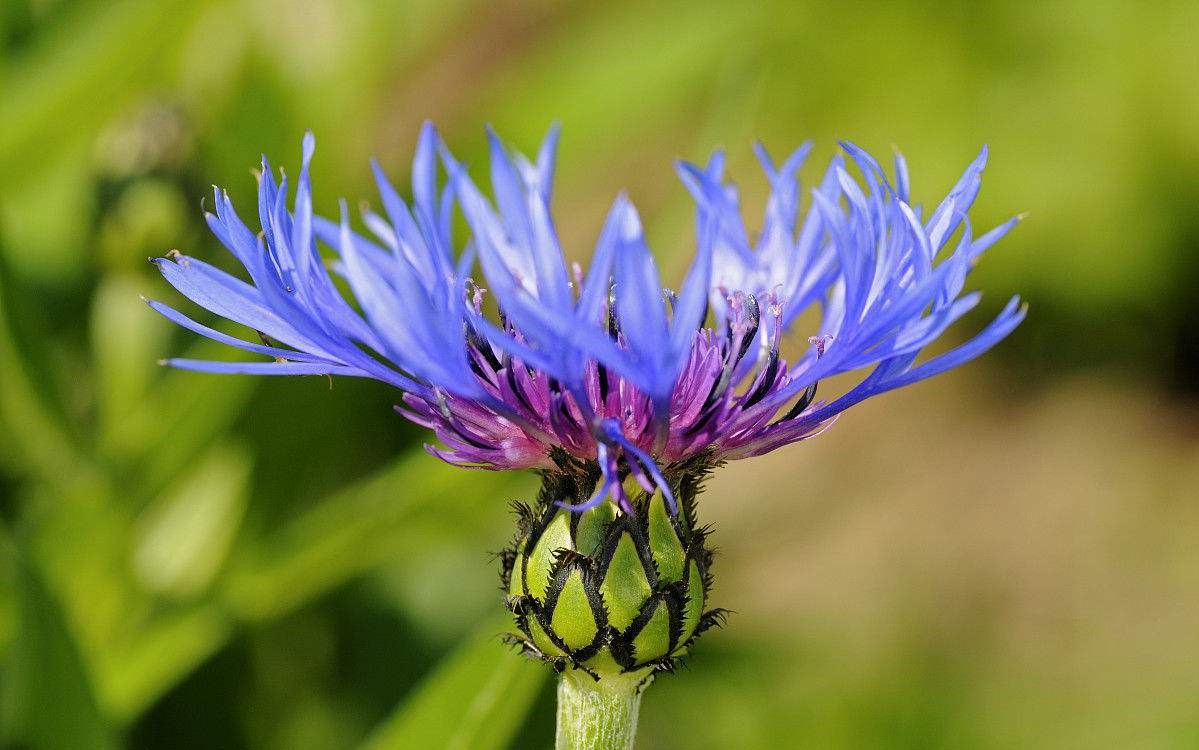 Centaurea montana seed