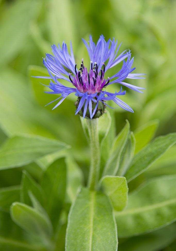 Centaurea nigra seed